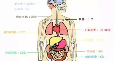 多年以来，科学家认为身体中皮肤，血液，粘膜上的细胞是不断更新的，而大脑皮层的神经细胞却不更新，从你生下来后就一直跟着你。