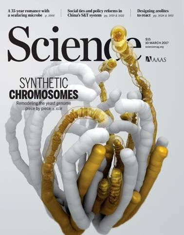 图1。《Science》专刊封面。那些长得像草又像蘑菇的棒状物是酵母的染色体，而那些金色的部分是人工合成的染色体。人工合成的染色体结构和遗传信息与天然的染色体相似，例如我们都可以看到一圈圈缠绕在一起的像电话线一样的DNA。图片来源于《science》杂志