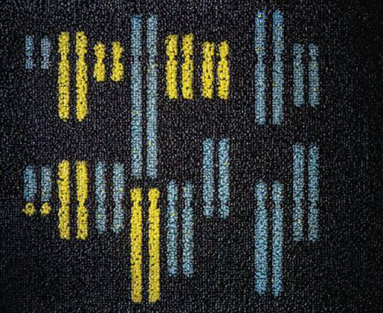 图2。迄今为止人类已合成的酵母染色体示意图。左边是用合成酵母和野生酵母菌落画出来的染色体示意图，金色的是含合成DNA的酵母菌落，蓝色则是野生的。大家数一数，看看现在有多少条是合成了的，多少条是还没合成的？图片来源于《science》杂志