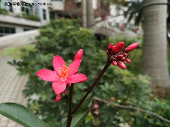 努比亚Z17mini样张