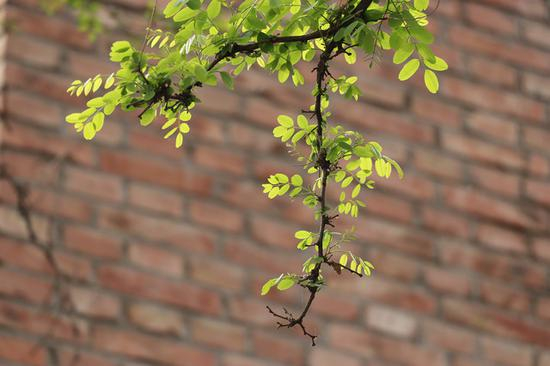 佳能EOS&nbsp;77D样片