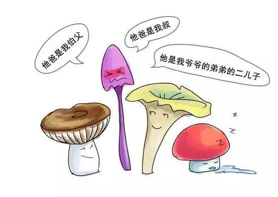 那时候的蘑菇，种类也很丰富呐~
