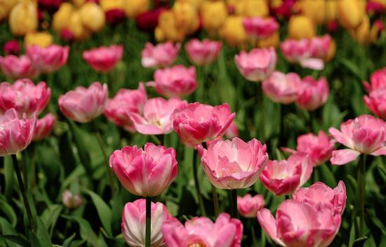 佳能EOS&nbsp;800D样张