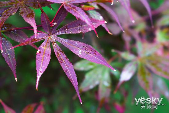 光圈：F6.3 快门：1/200 ISO：500