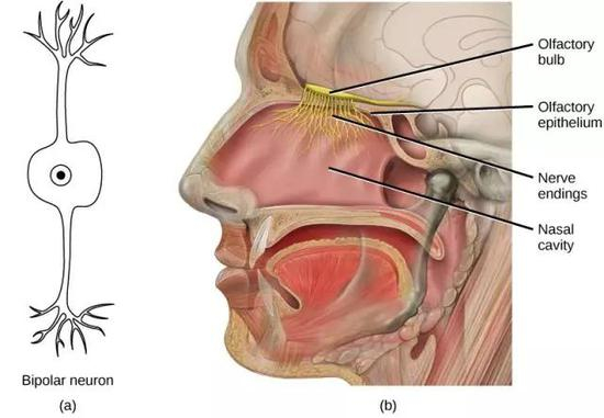 嗅上皮（olfactory epithelium）在脑内通过嗅觉神经元连接到嗅球。图源：alyvea