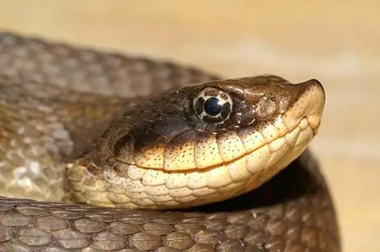 东部猪鼻蛇&nbsp;图自wiki