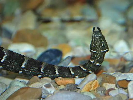 箭鼻水蛇的摆出J形