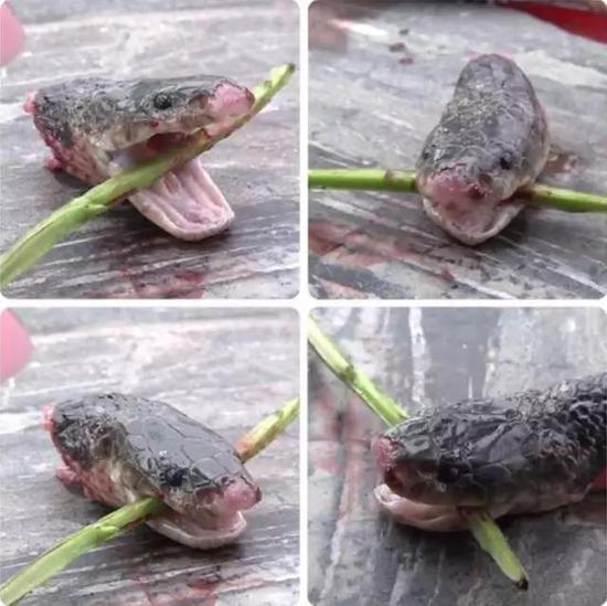 银环蛇被斩头后十分活跃&nbsp;图自好奇实验室