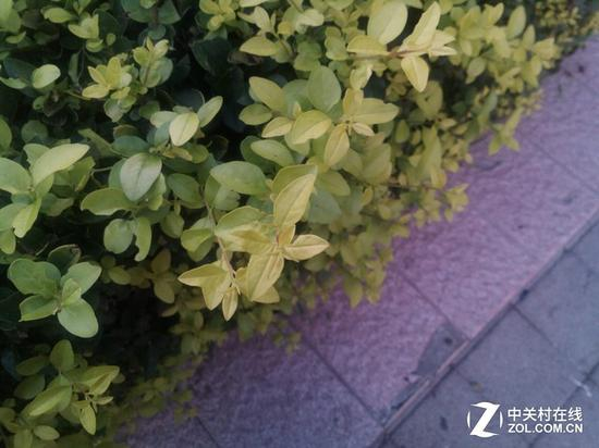 微距对焦表现还可以