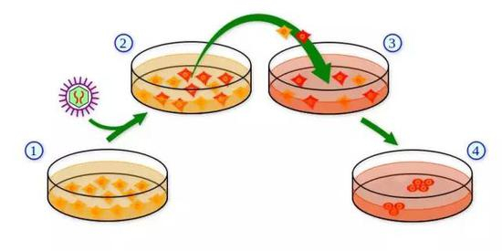&nbsp;IPSCs细胞制作法step1：从身体取得细胞并加以培养；step2：利用病毒载体，或是其他方式把特殊基因或是其产物（蛋白质）“导入”细胞。红色的是已被“导入”的细胞；step 3：当细胞群落形成，并利用ES细胞之培养法进行培养；step 4：培养后便会形成类似ES细胞之IPSCs细胞群。图源：维基