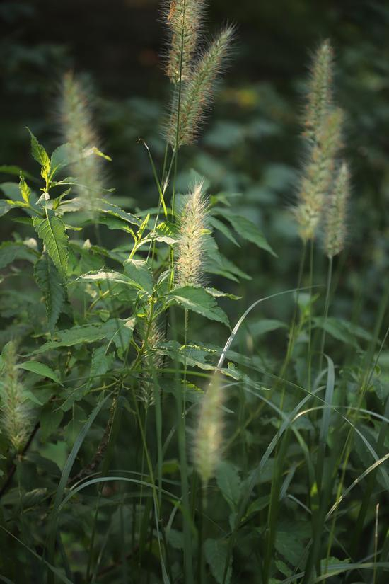 EOS&nbsp;6D&nbsp;II低感样片