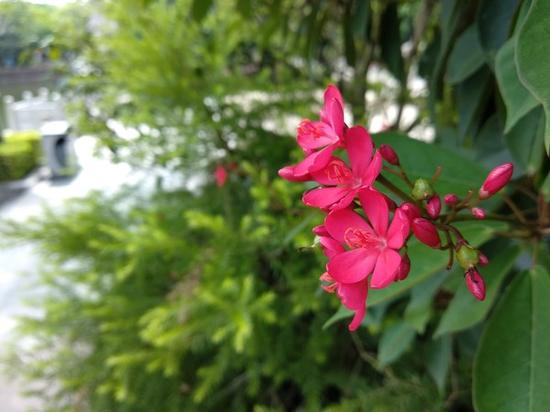 在高反差场景下，小米5X的高光、暗部细节略有丢失，画面宽容度和一流水准有差距。