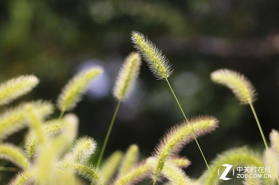 佳能EOS&nbsp;77D实拍样张