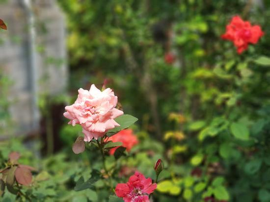 三星Note8“实时对焦”模式样张