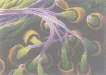 图5 - 蜘蛛的纺丝器（图片来源：参考文献[5]）