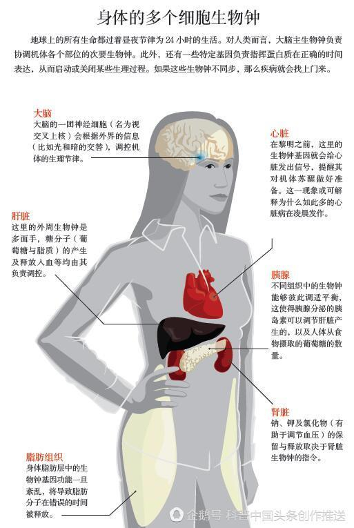 大脑中的主生物钟