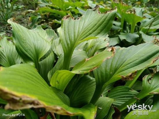 原片，点击100%放大