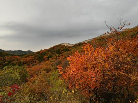 荣耀畅玩7X样张