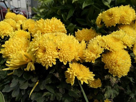 荣耀畅玩7X样张