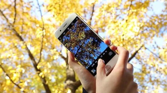 仰拍用天空做背景，能更好突出银杏叶的颜色