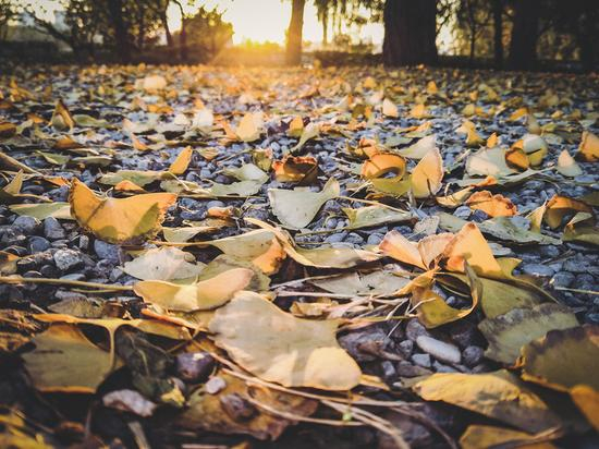 低角度拍摄夕阳洒在满地的落叶上，仿佛每片银杏叶都镶了金边