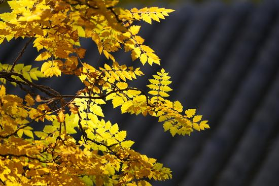 焦距：200mm　 光圈：f/3.2　 ISO感光度：250