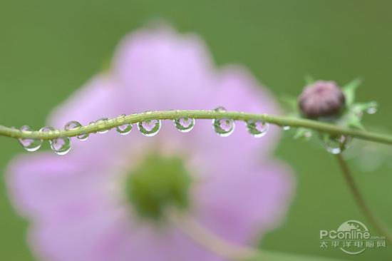 腾龙 SP 90mm F/2.8 Di MACRO 1：1 VC USD 官方样张