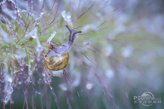 腾龙 SP 90mm F/2.8 Di MACRO 1：1 VC USD 官方样张