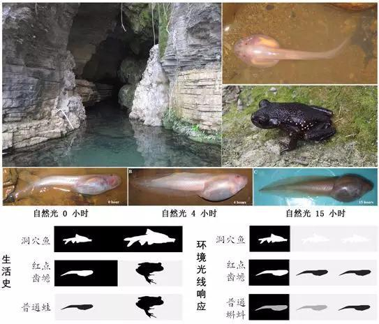 图1 红点齿蟾生活史及皮肤色素的响应模式。