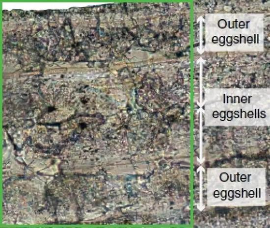 慈母鸟蛋壳有两层。图片来源：参考文献 [1]