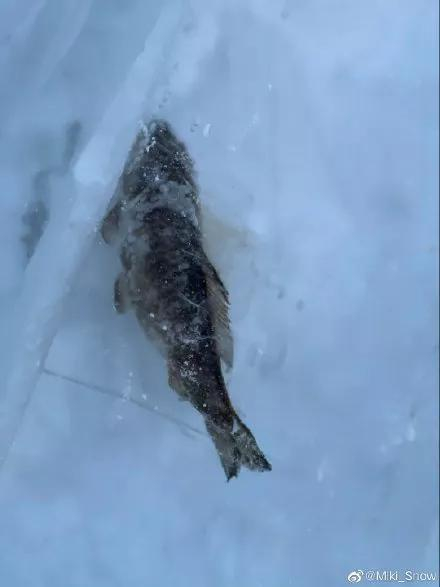 网友拍摄的长春冰雪世界冰雕中的鱼&nbsp;&nbsp;来源 | 见水印