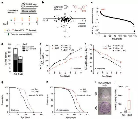 　　4，4‘-二甲氧基查耳酮延长酵母、线虫、果蝇和人体细胞的寿命　4，4‘-二甲氧基查耳酮（DMC）存在于明日叶（Angelica keiskei&nbsp;，有人说明日叶就是秦始皇派徐福远渡重洋寻找的“长寿仙草”）的叶柄和叶中，依赖特定的GATA转录因子激活自噬，延缓衰老（Carmona-Gutierrez et al。， 2019）。