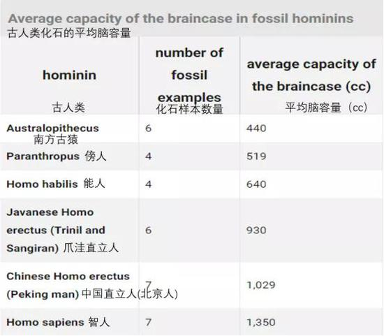 各种化石样本的数量及平均脑容量。图源：https：//www.britannica.com/science/human-evolution/Increasing-brain-size