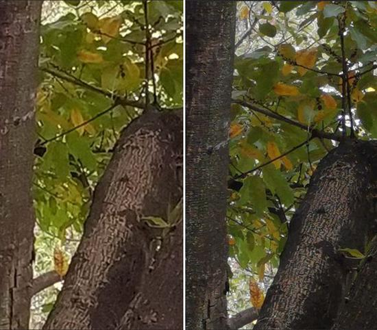 ▲ 红米 Note 7（左）/ 荣耀 V20（右）样张