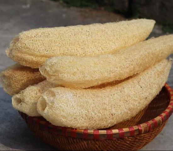  ▲纤维化的肺就像干透了的丝瓜（图片来自网络）