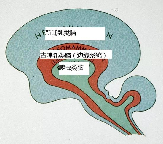 这就是我们的脑的大概分布：