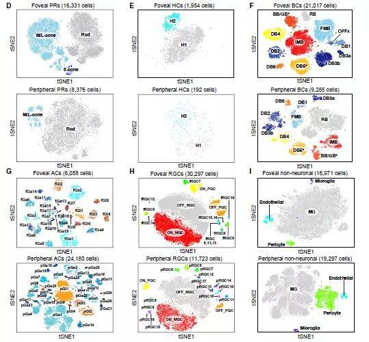  ▲中央凹的细胞和外周视网膜类型相似，但组成却不同 （图片来源：参考资料[1]）