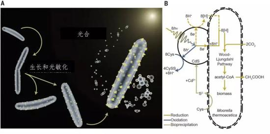 热醋穆尔氏菌-硫化镉的反应原理 （图片来源：Kelsey K。 Sakimoto et al。， 2016， Science）
