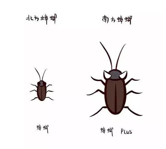 没错，南方蟑螂和北方蟑螂根本不是一个量级（图片来源：http://www.sohu.com/a/156030138_627960）