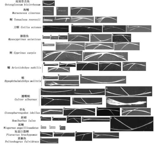 各种低等真骨鱼类肌间骨的形态 （图片来源：参考文献1）