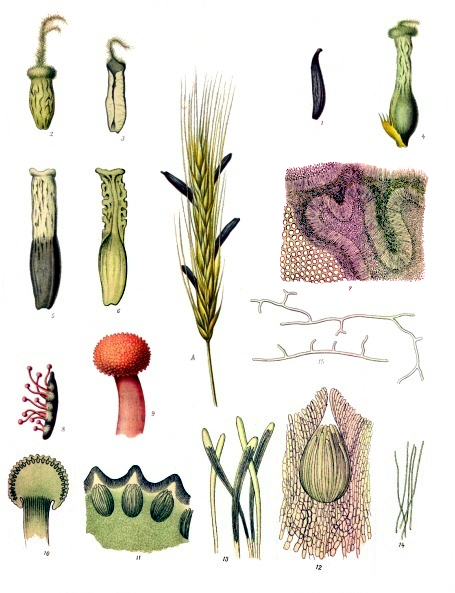 黑麦麦角菌（Claviceps purpurea）的侵染过程 | Wikimedia Commons，&nbsp;Franz Eugen Köhler， Köhler’s Medizinal-Pflanzen / Public Domain