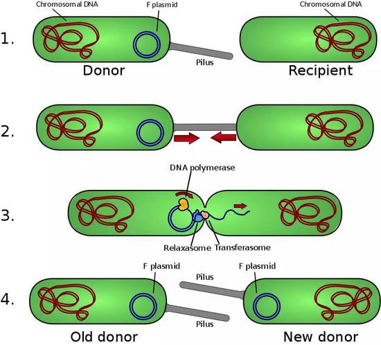 E.coli&nbsp;的“性”福生活，了解一下。图片来源：Wikipedia