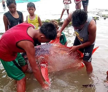 6.6级地震后出现在菲律宾东部海岸的月亮鱼，这个大家伙原本应该待在深海