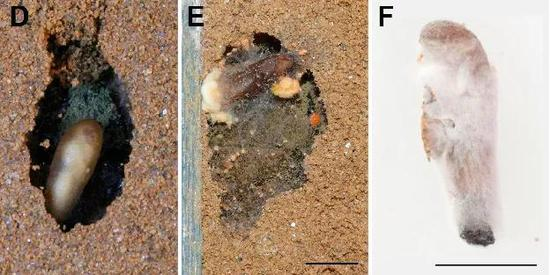 欧洲狼蜂的茧被霉菌覆盖。图片：Tobias Engl /  European Journal of Entomology （2016）