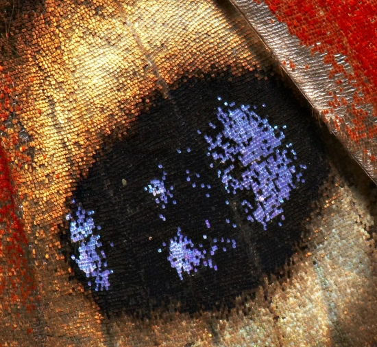 　　放大的蝴蝶翅膀，可以看到上面细小的鳞片