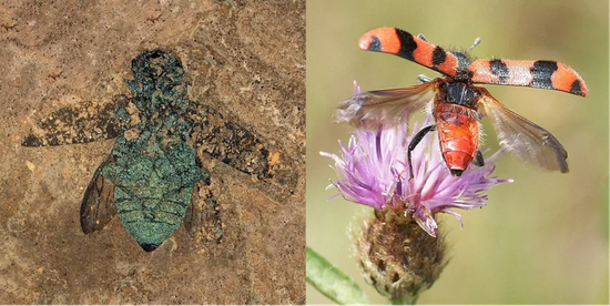 飞行甲虫化石，注意死去时的姿态（左）和飞行中的瓢虫，注意鞘翅和后翅（右），来源：维基百科“甲虫”条目