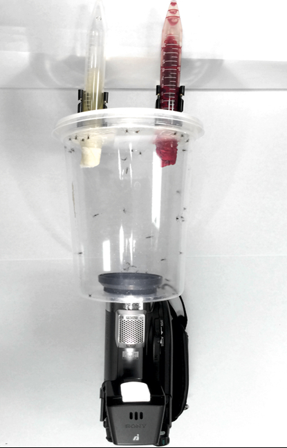 图丨（DOI）10.3389/fphys.2016.00004