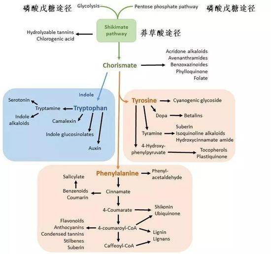莽草酸途径和其它代谢途径的关系（图片来源：Lyndsay E。 Saunders et&nbsp;al。， 2015，&nbsp;Toxics）