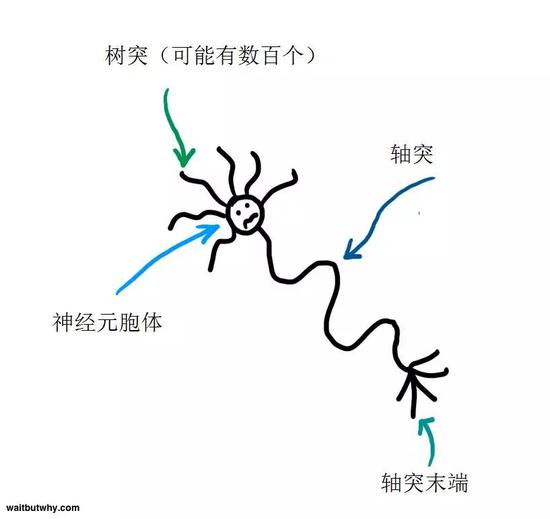 然后我们再画几个神经元。