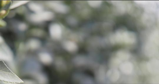 绿植虚化局部